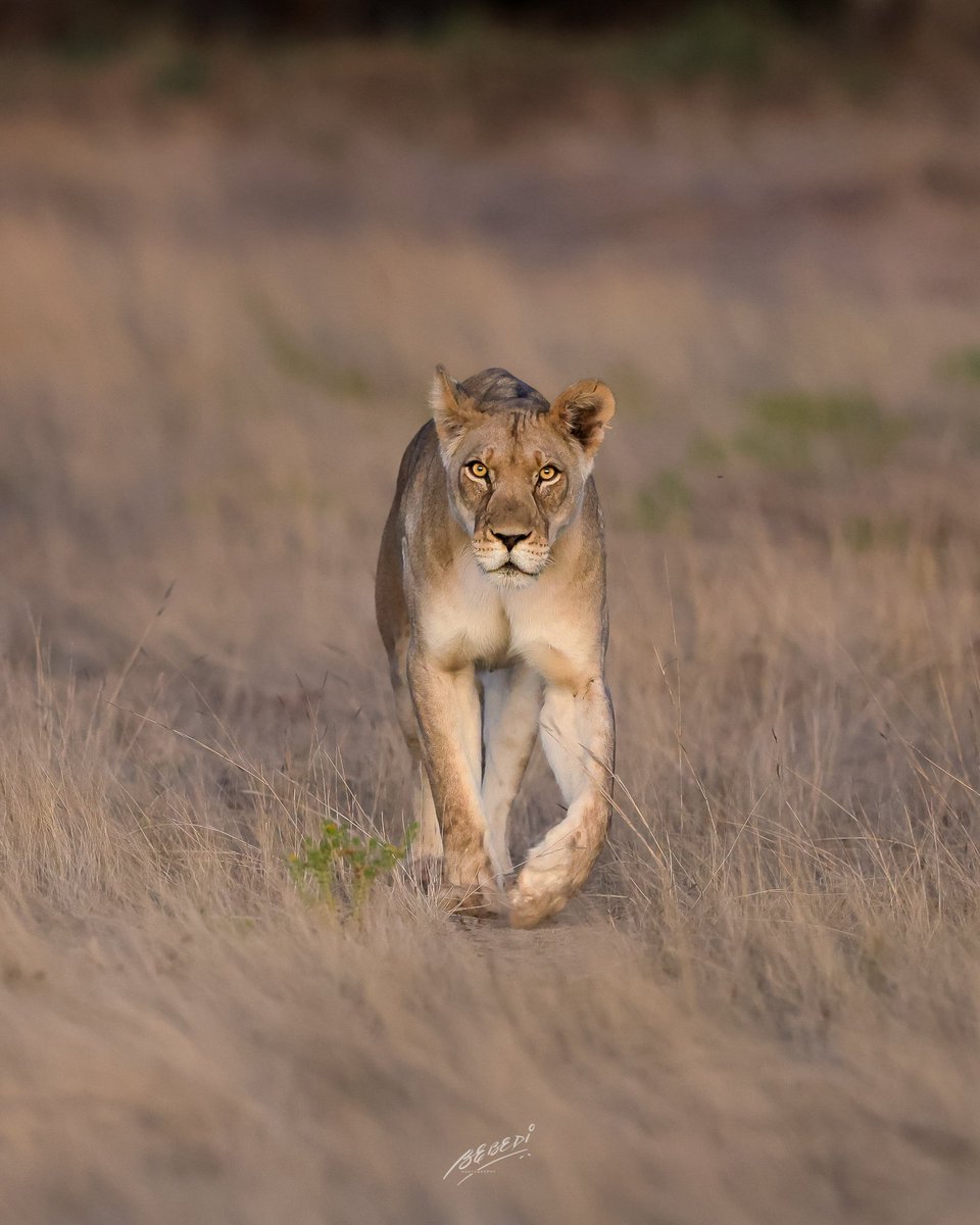 bebedi123's tweet photo. One cracking morning at @SANParks #ktp a #lioness #pantheraleo walking in the #aoub riverbed #kgalagadisightings @WildlifeMag @natgeowild @DiscoveryUK taken with @CanonUKandIE #eosr5 #TwitterNatureCommunity #wildlifephotography #nature #wildlife @LionAlliance @VisitRSA https://t.co/M1if11OSLG