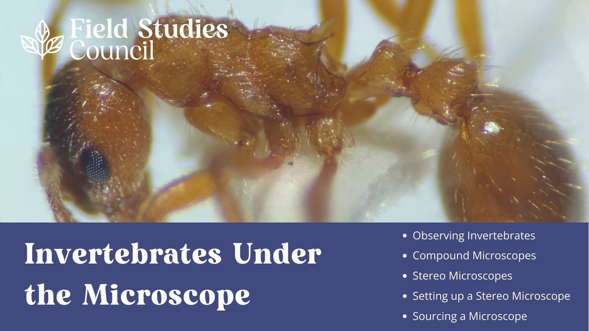 RT FSC_Millport "RT <a href="/FieldStudiesC/">Field Studies Council</a>: Although some invertebrates can be identified in the field, many species require microscope work for identification 🔬 Luckily, the BioLinks team developed a free guide on microscope types and usage, with top tips a… "