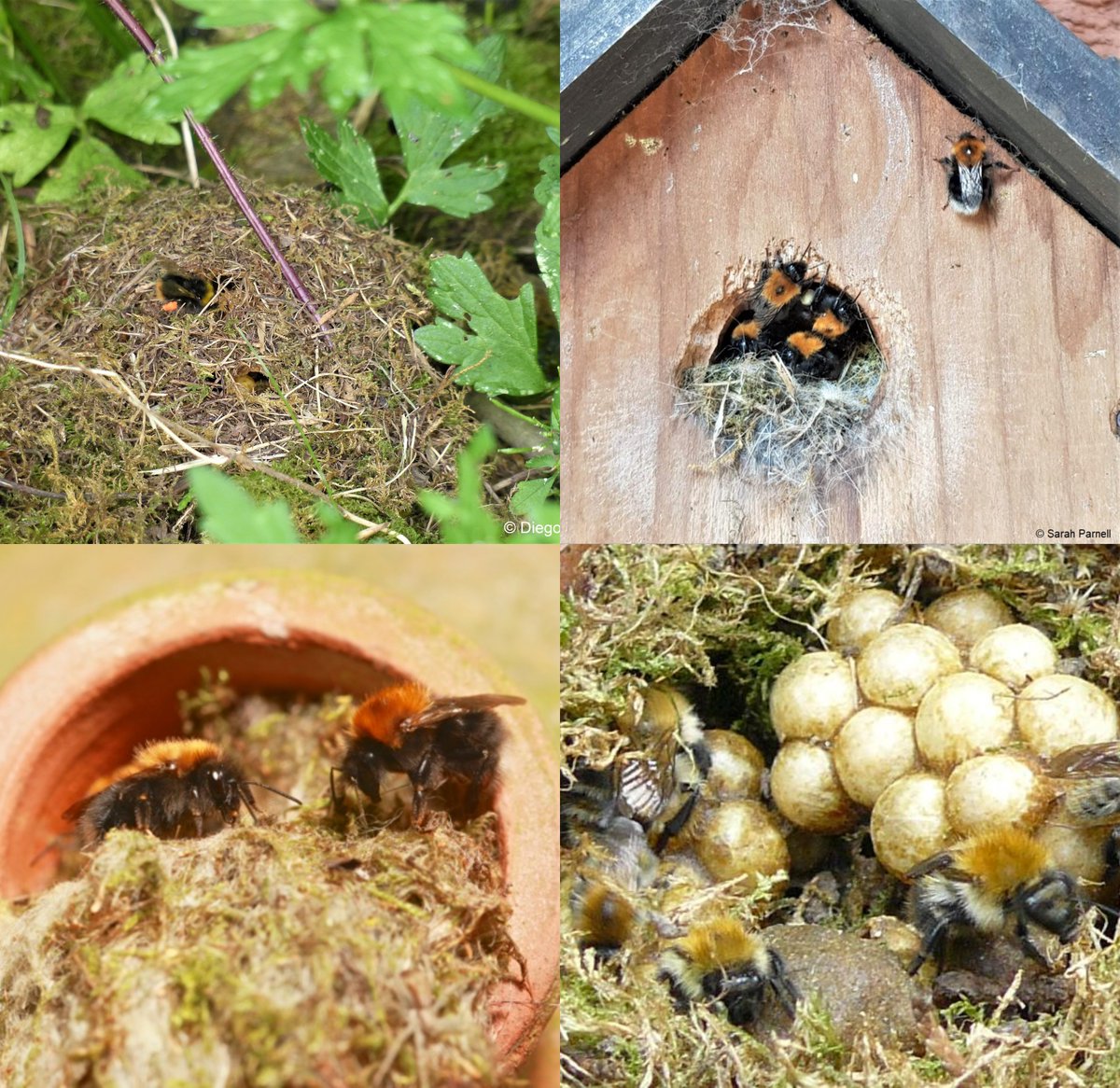 BumblebeeTrust's tweet image. Wild bumblebees don't just need flowers to feed on. They also need places to nest! 🏠

Sadly, finding a home is much harder than it used to be due to large-scale changes to the UK landscape. 😢

Discover 3 simple ways you can help provide nest sites 👉 ow.ly/QYII50NG401