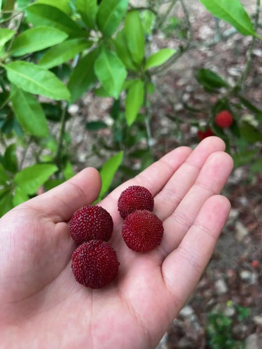 VisitDanzhou's tweet photo. It's Chinese #bayberry season! Get your friends and come to #Danzhou. Yummy fruit is waiting for you in the picking gardens! 😋😋☀️☀️
#PickingSeason #fruit #food #holiday https://t.co/U6Nj5MLrEk
