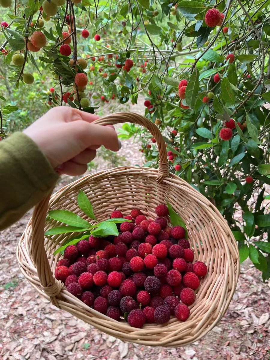 VisitDanzhou's tweet photo. It's Chinese #bayberry season! Get your friends and come to #Danzhou. Yummy fruit is waiting for you in the picking gardens! 😋😋☀️☀️
#PickingSeason #fruit #food #holiday https://t.co/U6Nj5MLrEk