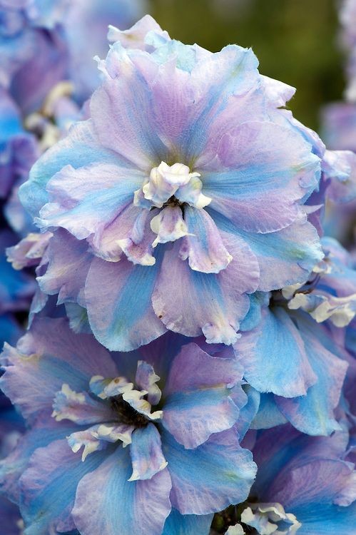 🌿🌼🧺 tweet media