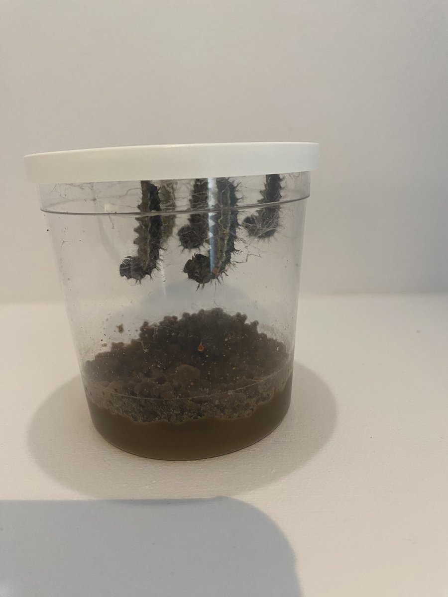 The Owl and Penguin classes in Reception have been observing the changes that have been occurring in our five caterpillars. They have “grown fatter, bigger, longer, spiky, prickly and fluffy.” 
What changes can you notice since we left school on Friday?