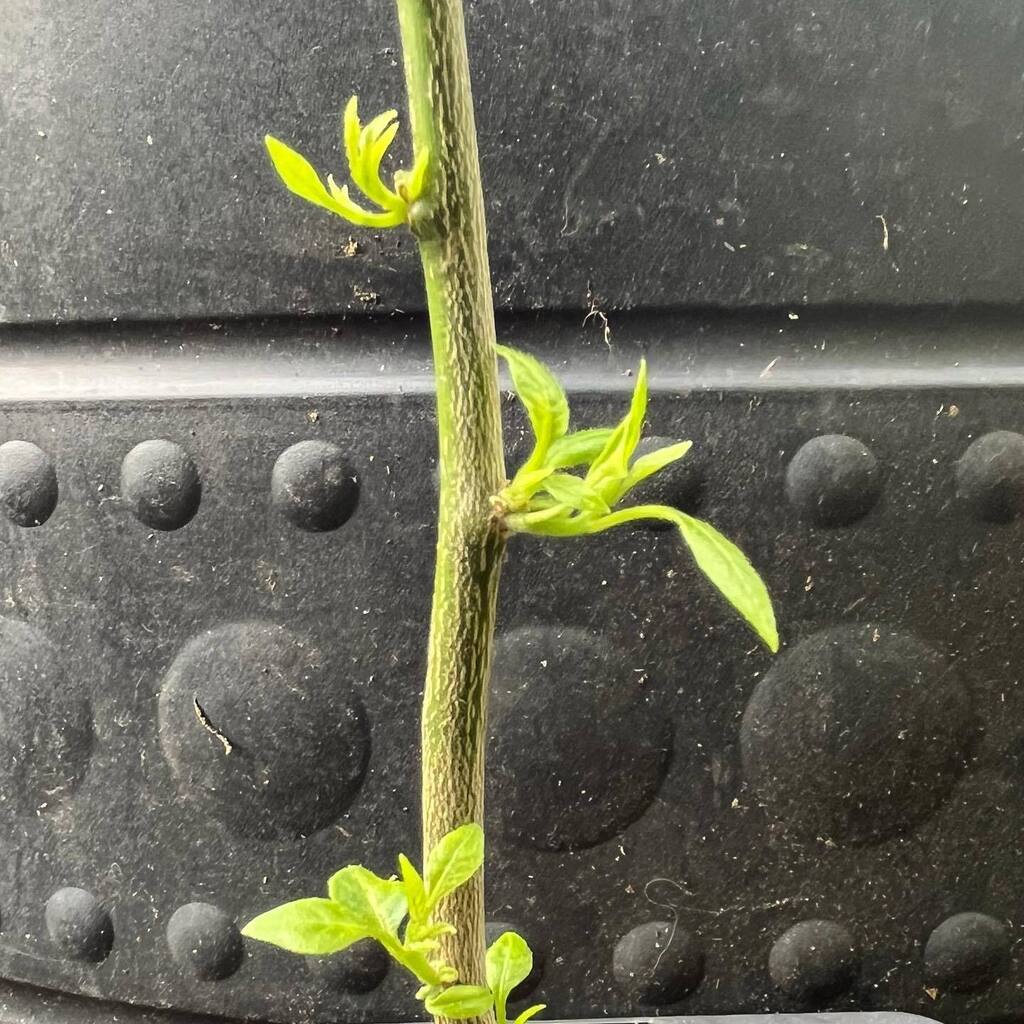 Rhizowen's tweet photo. Bud burst before Beltane: the ke-huí (Capsicum flexuosum) plants survived the winter outdoors and are sprouting now the weather is finally starting to warm up. #capsicum #chillies🌶 #capsicumflexuosum #plantbreeding #kehui #newshoots #meristems #buds … https://t.co/XCYDhg2PLe https://t.co/FGOsgvQByv