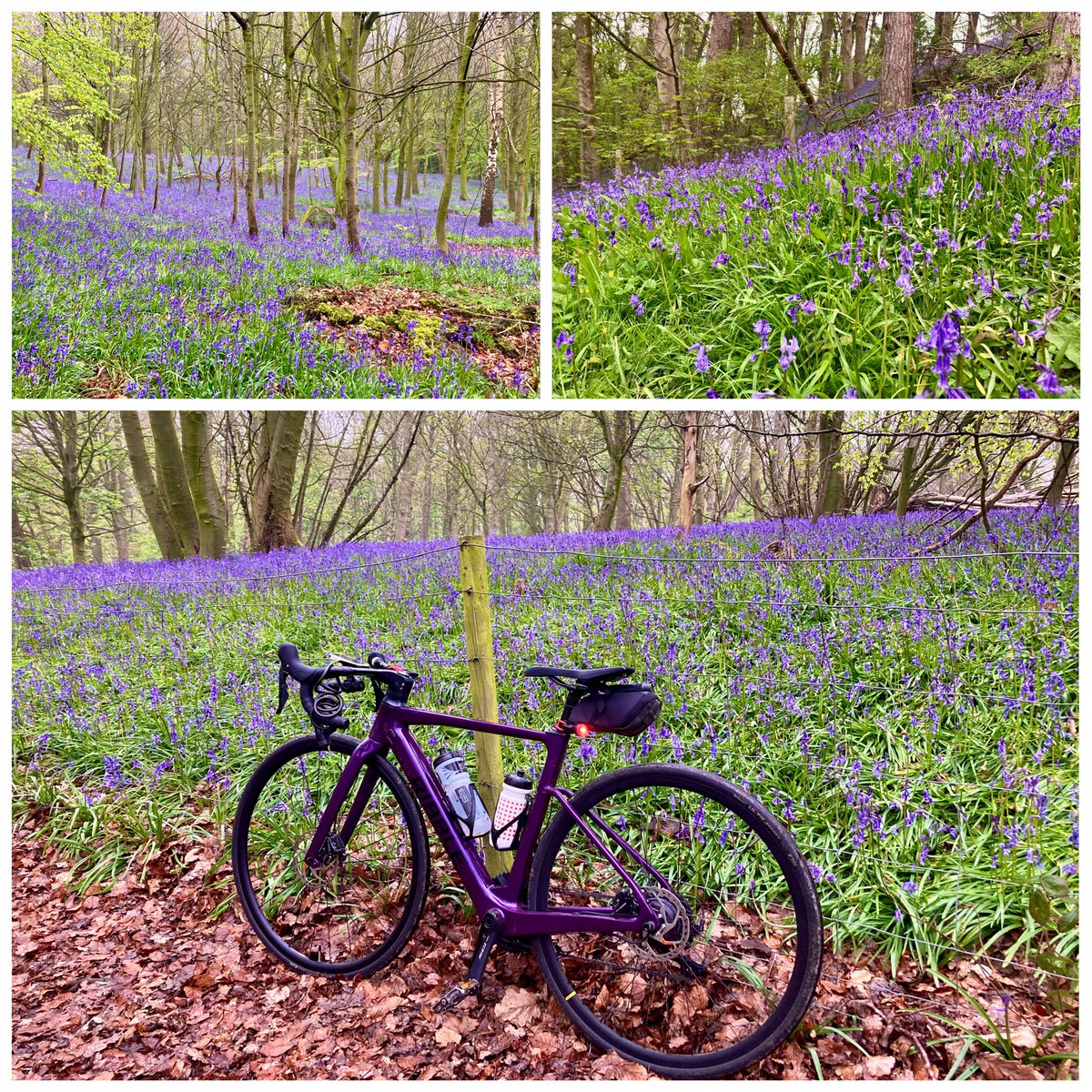 Our local bluebell woods are looking and smelling incredible right now. Purple perfume heaven on an early morning ride (matched the bike nicely too!) #Day30 #30DaysofBiking 🚴‍♀️