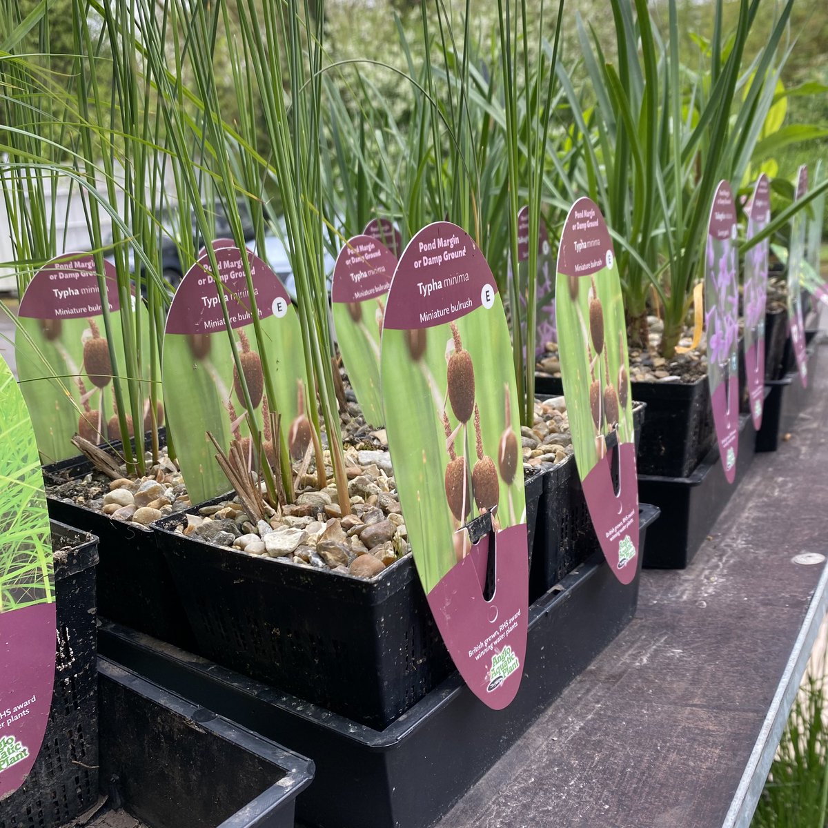 AquaticsKoi's tweet photo. 💦🍀We have a great selection of pond plants at the mo!🍀💦
👌🏼Waterlilies, marginals and deep water oxygenators👌🏼
🕰️OPEN ALL BANK HOLIDAY WEEKEND🕰️

#AngloAquaticPlants #Plants #WaterPlants #AquaticPlants #MarginalPlants #Hornwort #Oxygenators #PondOxygenators #PondRush #Iris https://t.co/bv9pMtgDYn