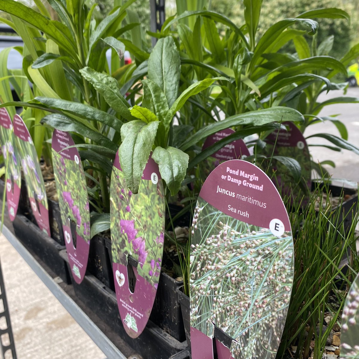 AquaticsKoi's tweet photo. 💦🍀We have a great selection of pond plants at the mo!🍀💦
👌🏼Waterlilies, marginals and deep water oxygenators👌🏼
🕰️OPEN ALL BANK HOLIDAY WEEKEND🕰️

#AngloAquaticPlants #Plants #WaterPlants #AquaticPlants #MarginalPlants #Hornwort #Oxygenators #PondOxygenators #PondRush #Iris https://t.co/bv9pMtgDYn