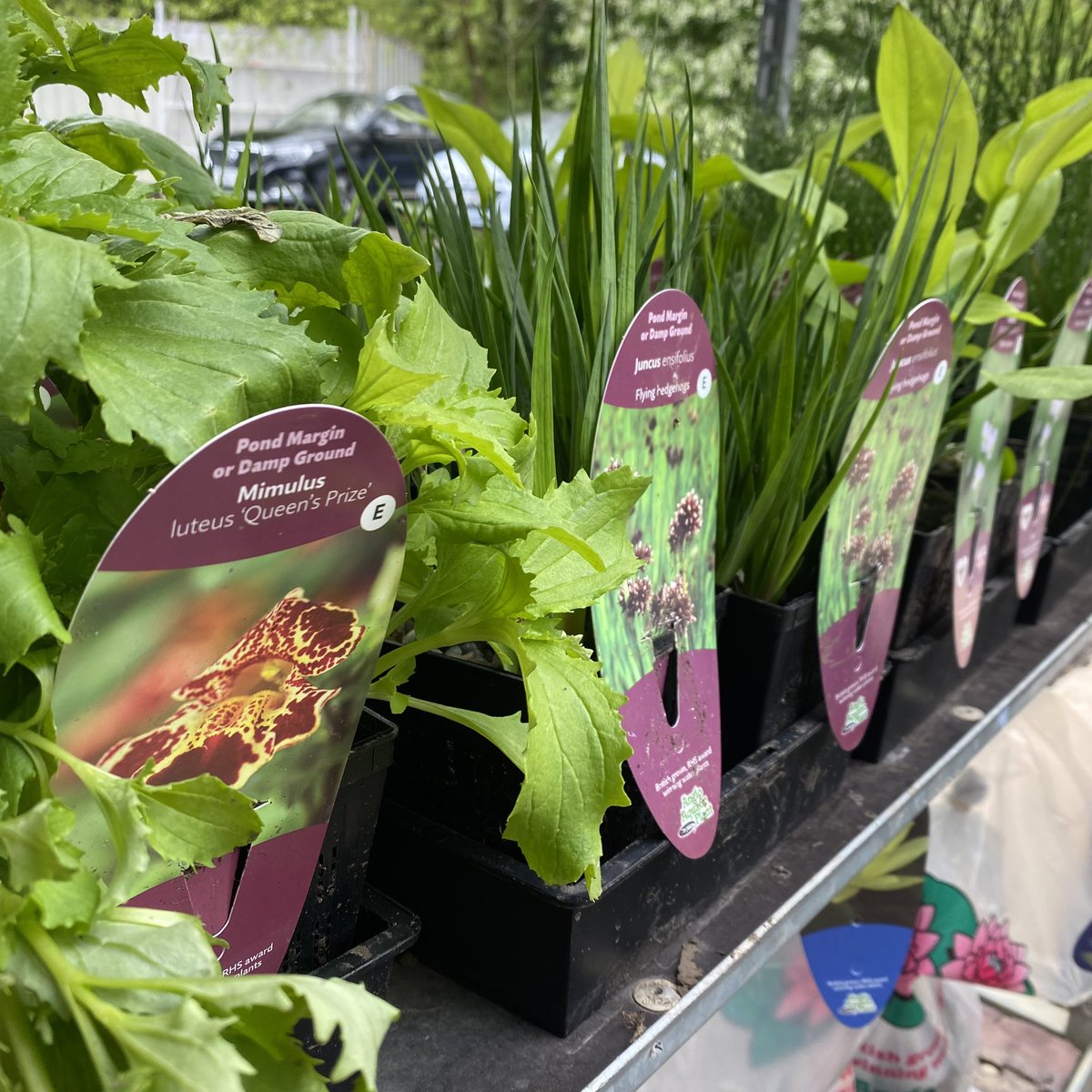 AquaticsKoi's tweet photo. 💦🍀We have a great selection of pond plants at the mo!🍀💦
👌🏼Waterlilies, marginals and deep water oxygenators👌🏼
🕰️OPEN ALL BANK HOLIDAY WEEKEND🕰️

#AngloAquaticPlants #Plants #WaterPlants #AquaticPlants #MarginalPlants #Hornwort #Oxygenators #PondOxygenators #PondRush #Iris https://t.co/bv9pMtgDYn