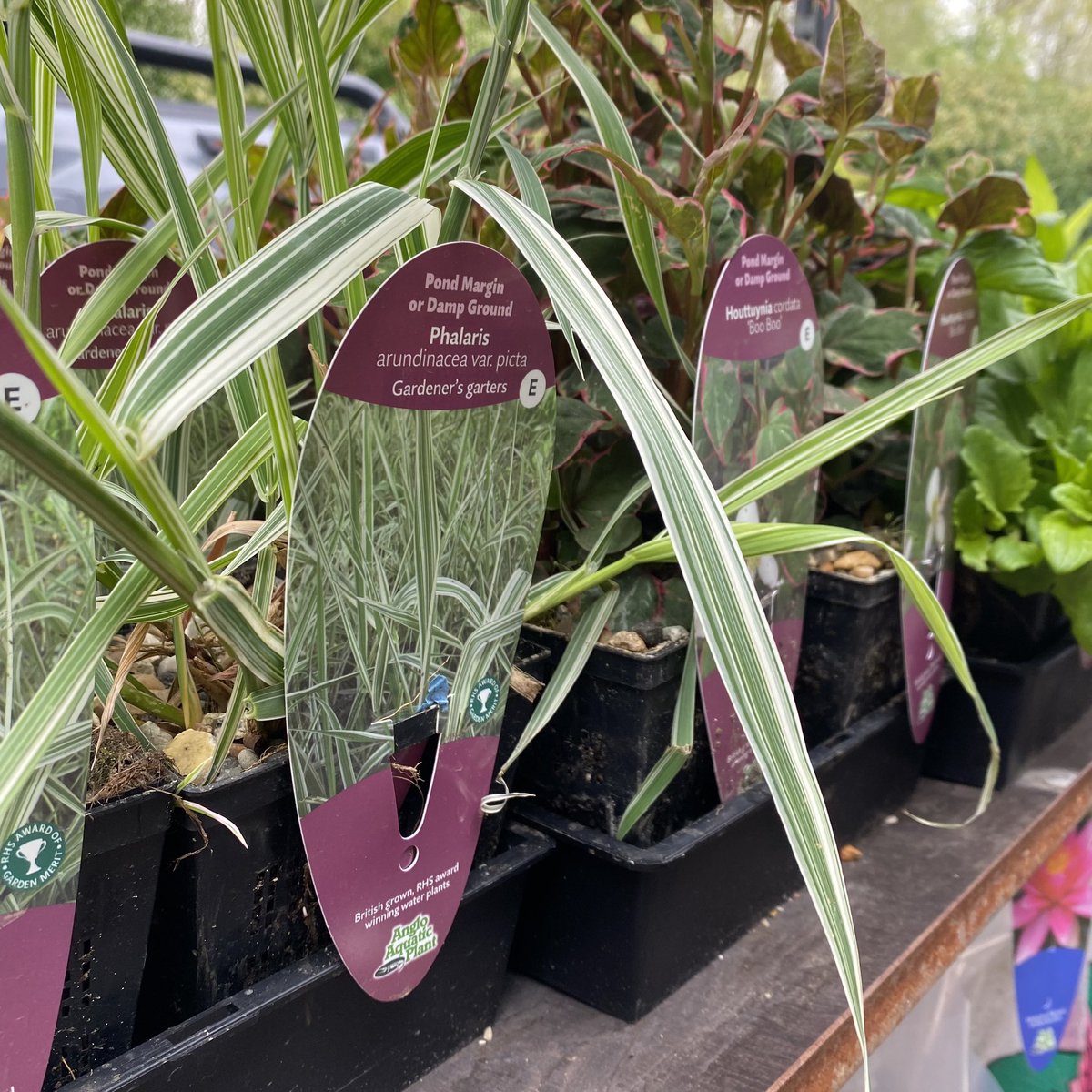 AquaticsKoi's tweet photo. 💦🍀We have a great selection of pond plants at the mo!🍀💦
👌🏼Waterlilies, marginals and deep water oxygenators👌🏼
🕰️OPEN ALL BANK HOLIDAY WEEKEND🕰️

#AngloAquaticPlants #Plants #WaterPlants #AquaticPlants #MarginalPlants #Hornwort #Oxygenators #PondOxygenators #PondRush #Iris https://t.co/bv9pMtgDYn