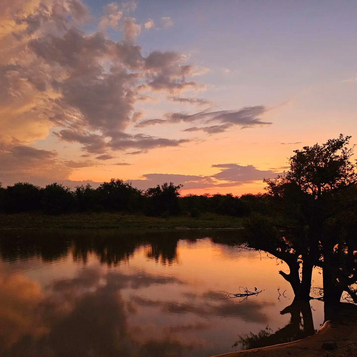 Van_Raath's tweet photo. Heading back from an incredible 10 days in the Bushveld, love loving in South Africa! #big5 #leopard #sunset #puffadder #wilddog #SouthAfrica https://t.co/5MEz3SLmln