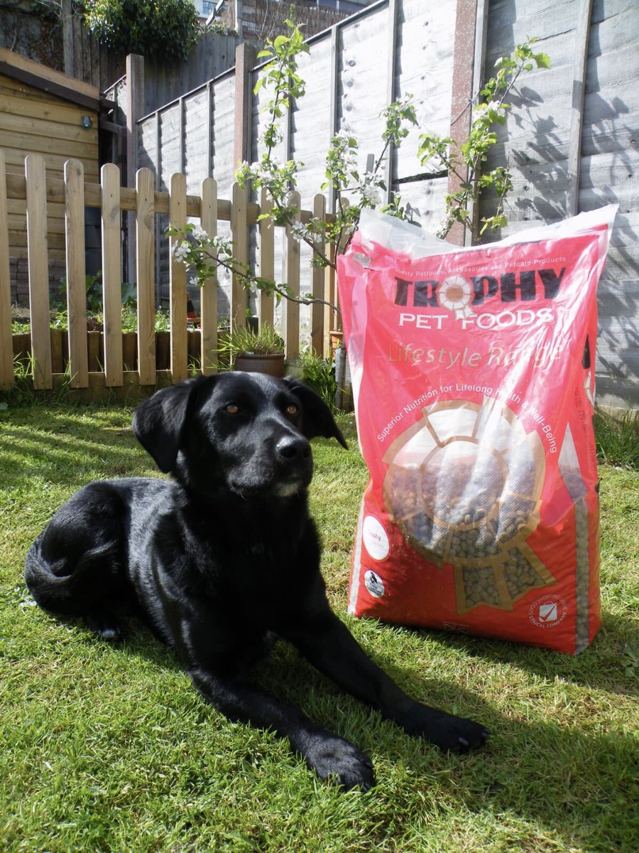 I just had this lovely photo of Duggie sent to me. This was back in 2014 when he first joined the Trophy family at 18mth old. He still looks &amp; acts as youthful, although our bags look very dated compared to now
#labrador #corgi #labradorxcorgi #britishmade #madeinbritain #petfood