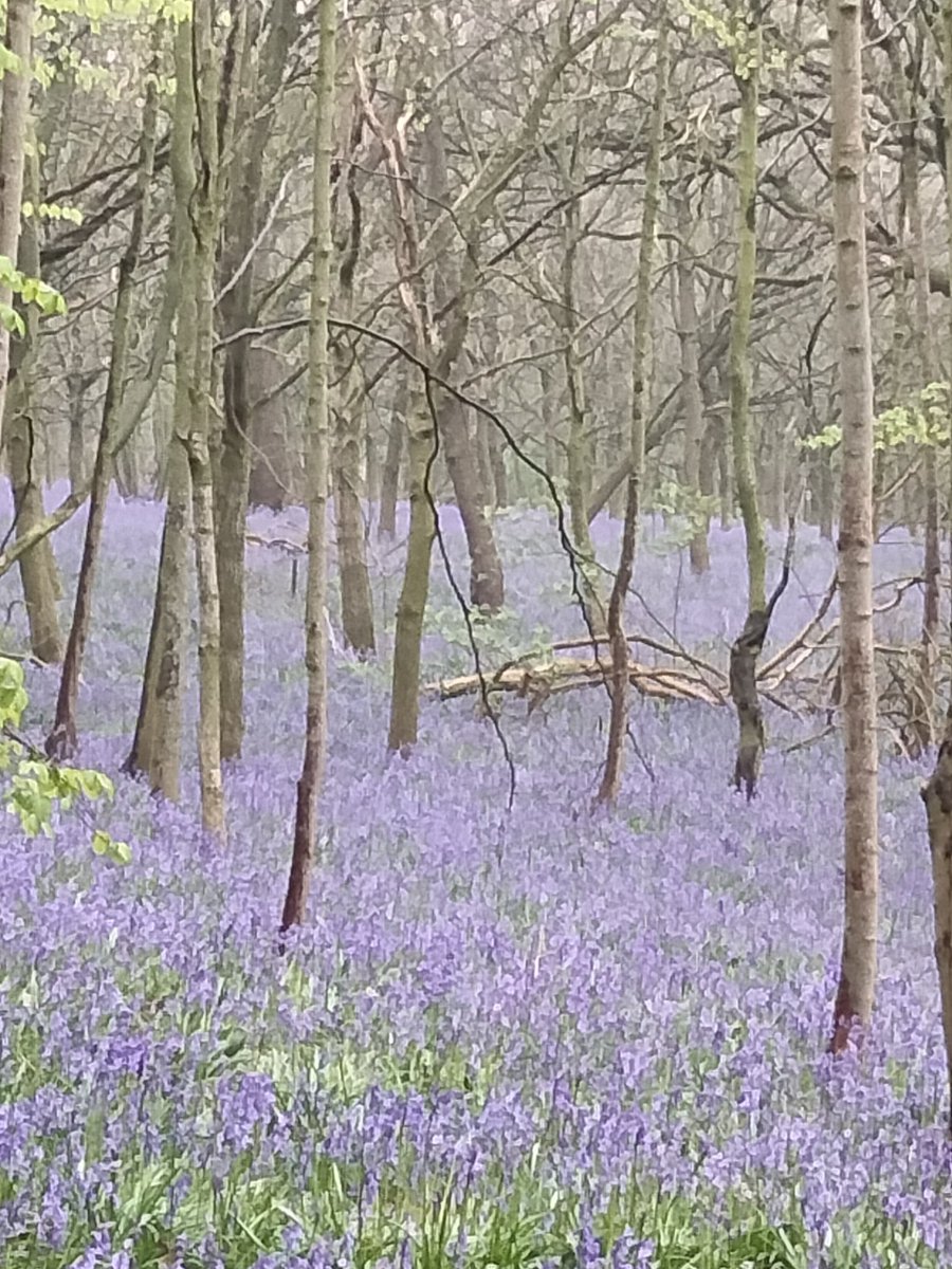 The bluebells at #Ripley right now are stunning.