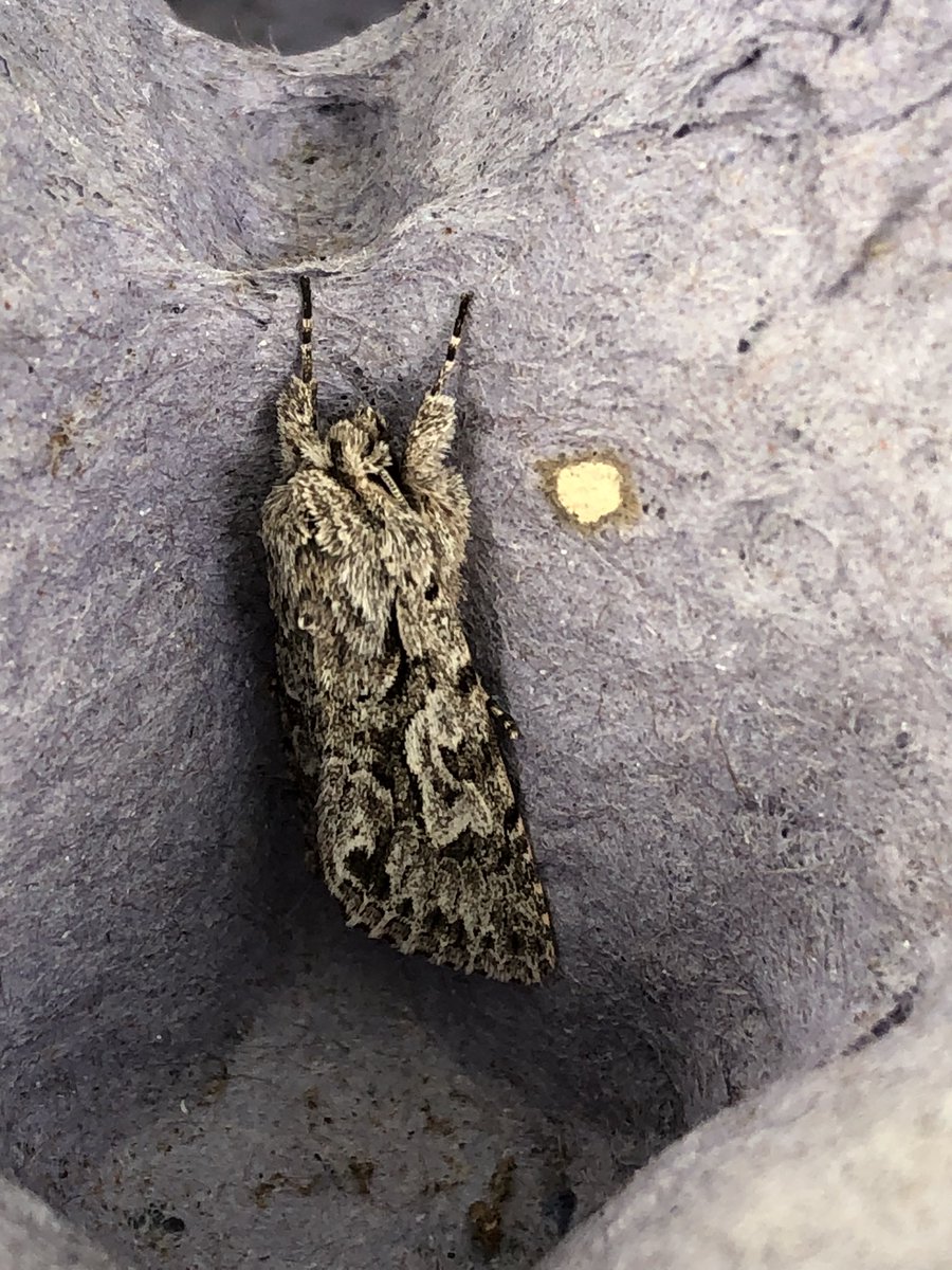 Gravesneil's tweet image. First night with the lamp out, Early Grey, Least Dark Arches &amp;amp; Brimstone, I had high hopes but it was fairly quiet #moths #vc55