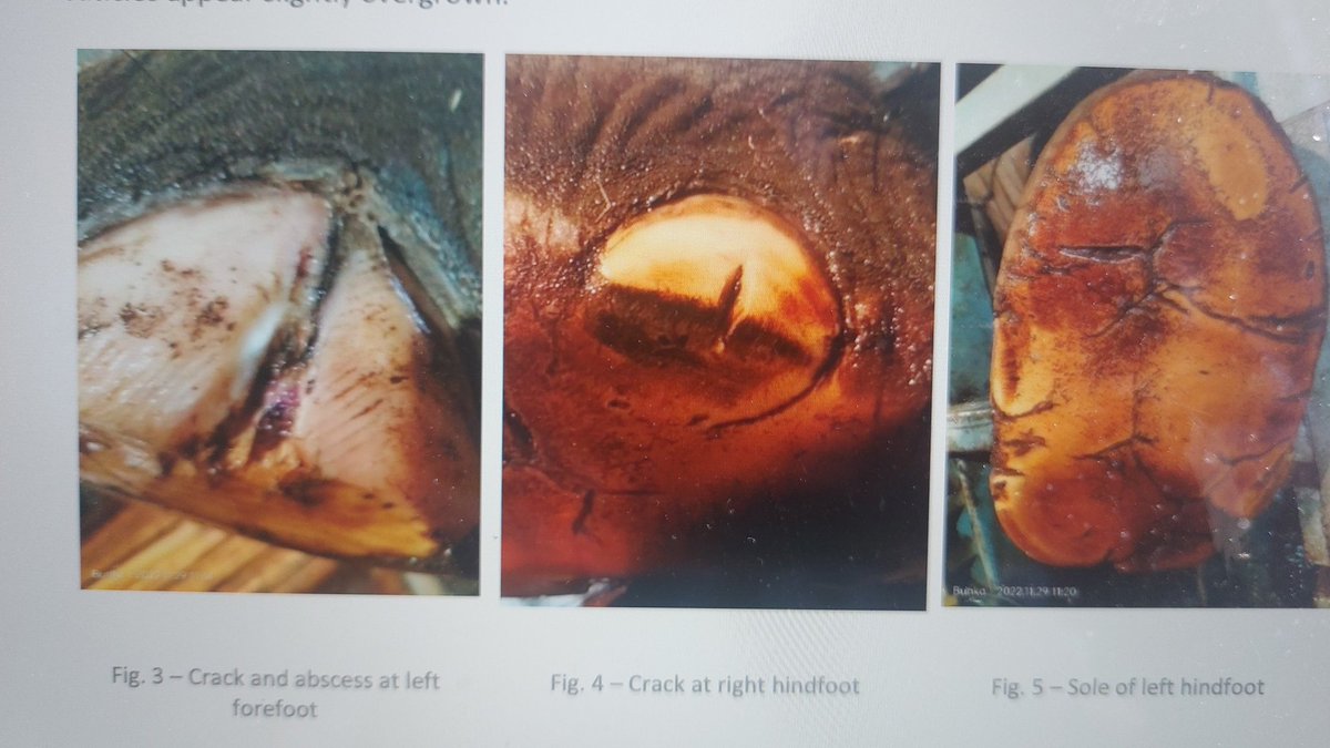FreeBunka tweet media