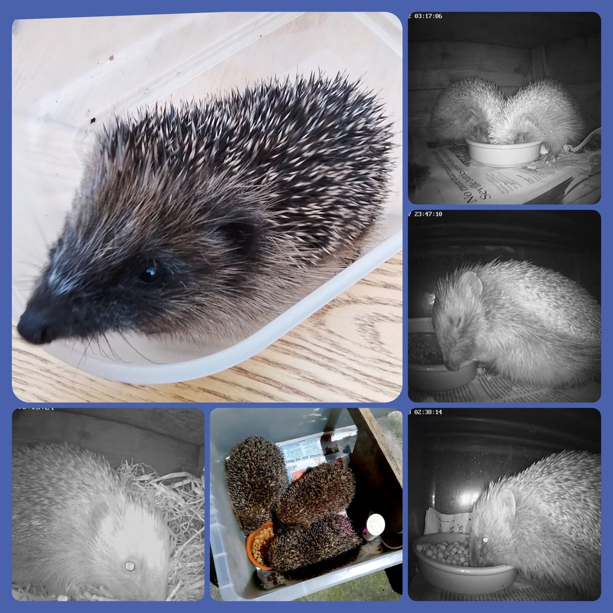 #HedgehogWeek 🦔 We're lucky enough to have regular night visitors to the Hedgehog Cafe on our garden (& some bed down for the day in the box!). If you have a garden, please check how #hedgehogfriendly it is or routes through! 
@hedgehogsociety @HedgehogCabin @Poppyshedgehogs