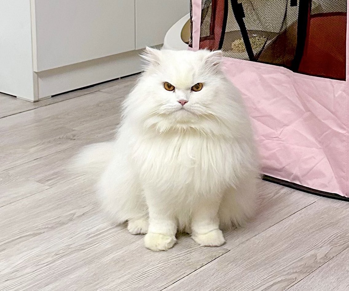 โทรไปเล่าให้เจ้ฟังว่าเนี่ย จินจิได้กลับบ้านแล้วนะ หายไปเดือนนึงเต็มๆเลย เจ้ก้บอกว่าดีละที่เจอ ที่หายเนี่ยรู้มั้ยใครผิด แมวผิดเต็มๆ น่านัก เจ้าของก้กันไว้ทุกบ้านแหละ แต่ก็หาทางไปจนได้ บอกไอตัวที่บ้านนะที่อยากออกนัก ว่าออกไปแล้วก้สิ้นสุดกันตรงนี้ ไปหาบ้านใหม่เลยไม่ตามหา
ตัวที่บ้าน: