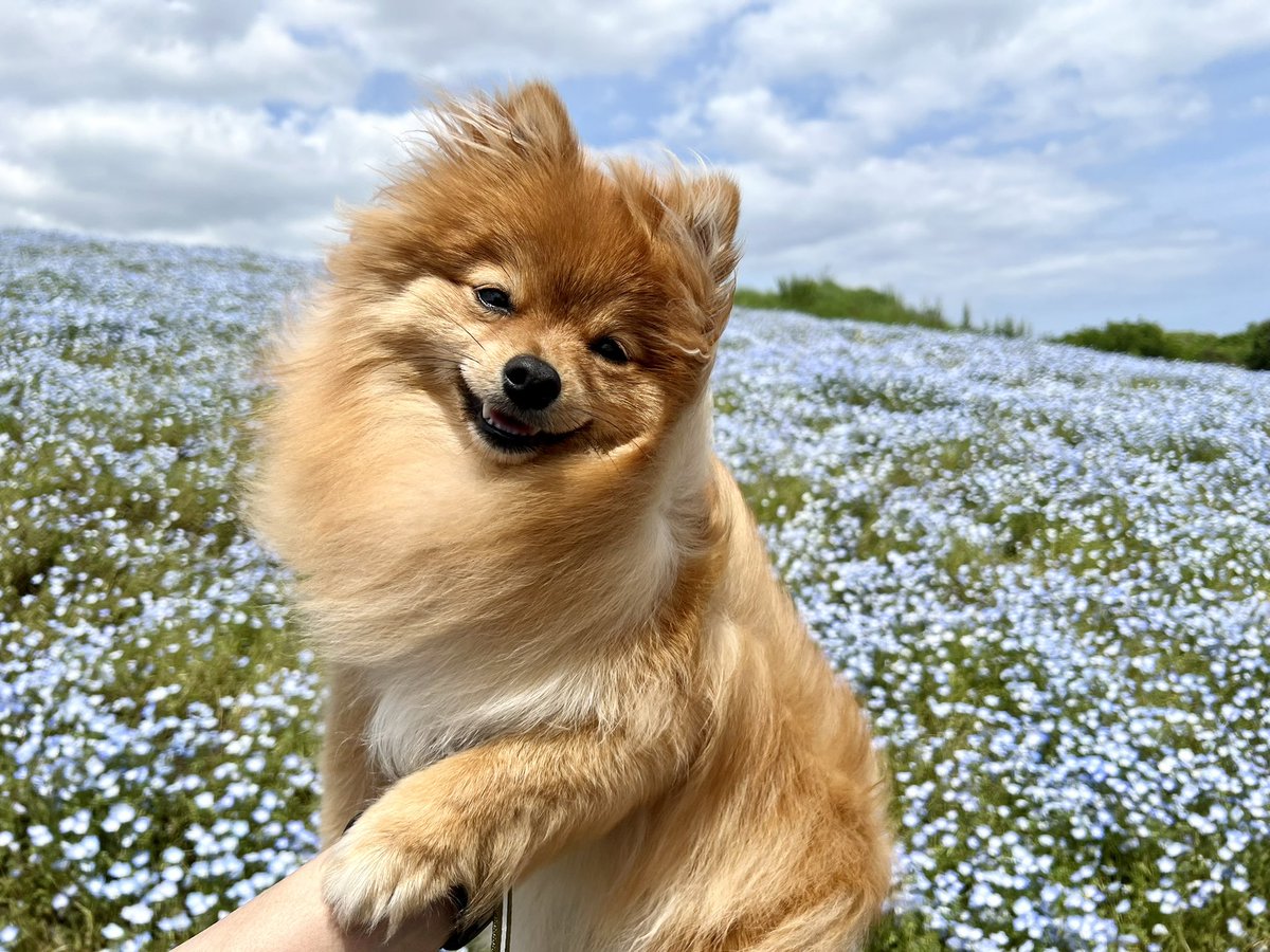 EPIthePOM's tweet photo. 最高だった
＃ポメラニアン #ひたち海浜公園 https://t.co/krVctN7r9Z
