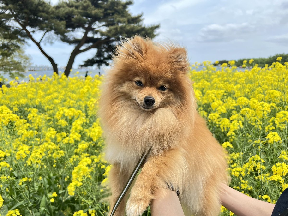 EPIthePOM's tweet photo. 最高だった
＃ポメラニアン #ひたち海浜公園 https://t.co/krVctN7r9Z