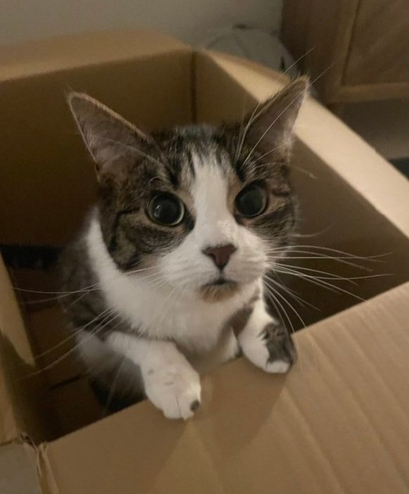 TreasuryMog's tweet photo. Showing off their stripes are Lily who's 2 sent in by @FraserLyndsey Walter Cronkat who at 9 months old is the official newsroom cat at @Magnolia_Report Lizza who's 4 sent in by @Cloud04539853 and Megs sent in by @shonaclark18 https://t.co/osimclbixp