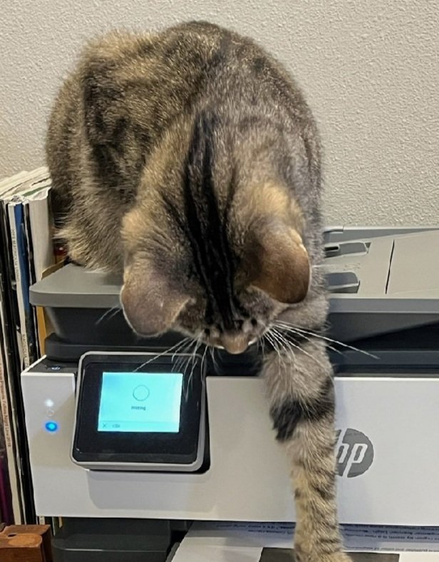 TreasuryMog's tweet photo. Showing off their stripes are Lily who's 2 sent in by @FraserLyndsey Walter Cronkat who at 9 months old is the official newsroom cat at @Magnolia_Report Lizza who's 4 sent in by @Cloud04539853 and Megs sent in by @shonaclark18 https://t.co/osimclbixp