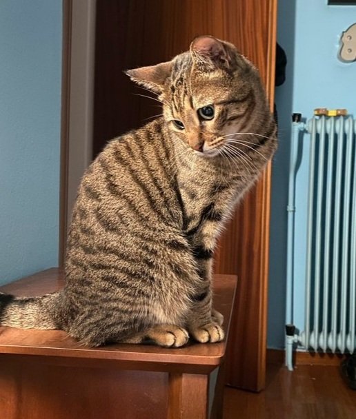 TreasuryMog's tweet photo. Showing off their stripes are Lily who's 2 sent in by @FraserLyndsey Walter Cronkat who at 9 months old is the official newsroom cat at @Magnolia_Report Lizza who's 4 sent in by @Cloud04539853 and Megs sent in by @shonaclark18 https://t.co/osimclbixp