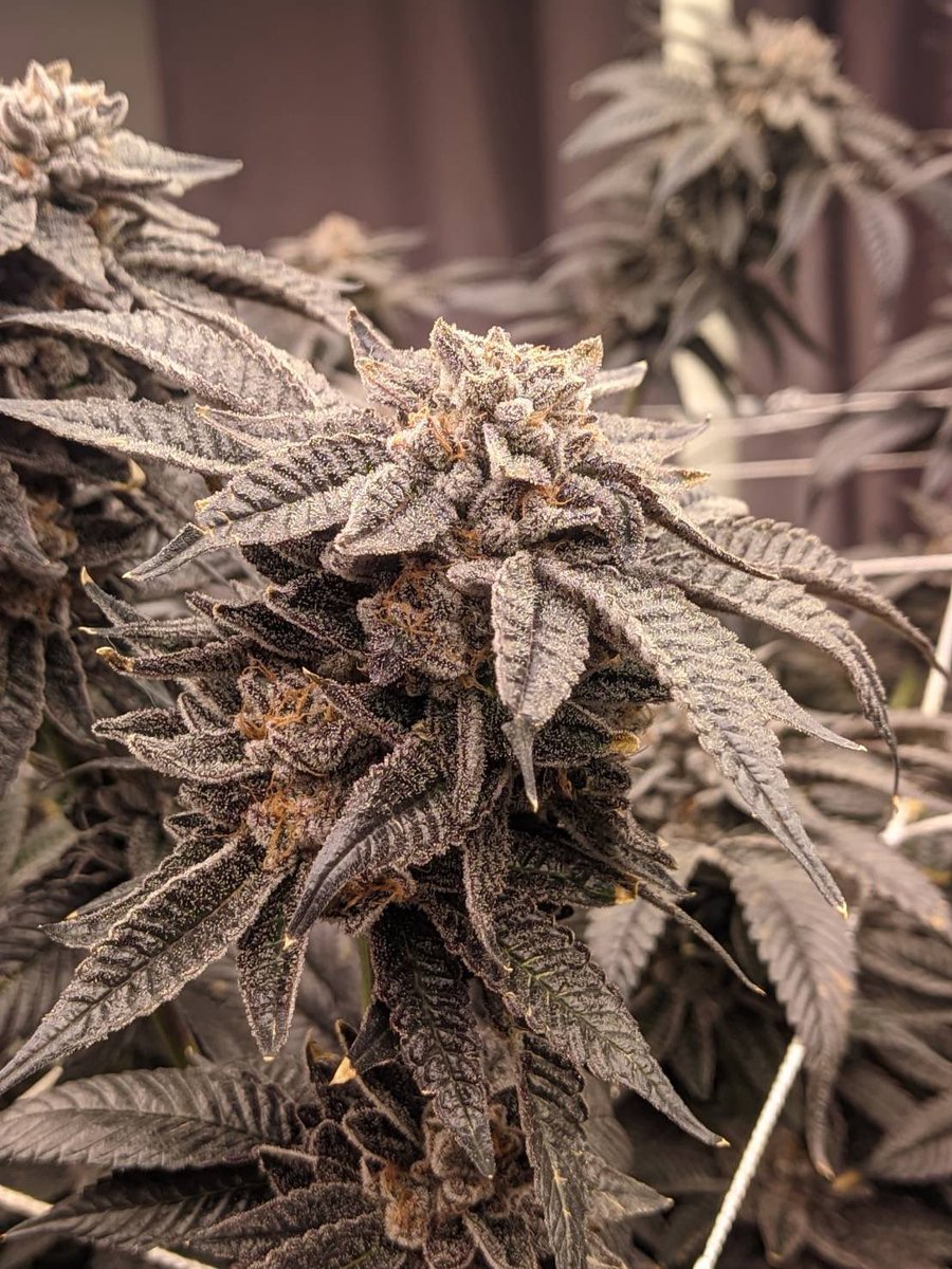 fynnyanrangsit's tweet photo. ใบทริม OG EXOTIC 💯
• COLT 45
• Purple Zkittlez
• Slurricane #7
1.5g only 220
contact us 🚀 https://t.co/3mnnlg3phx
#กัญชารังสิต #กัญชาลาดพร้าว #กัญชาexotic #weedthc #กัญชารัชดา #กัญชาดอนเมือง #กัญชากทม #กัญชานนทบุรี #กัญชาเมืองเอก #กัญชาเมืองทอง #กัญชาสายไหม #กัญชาเมืองเอก https://t.co/EJ7CGBi3mx