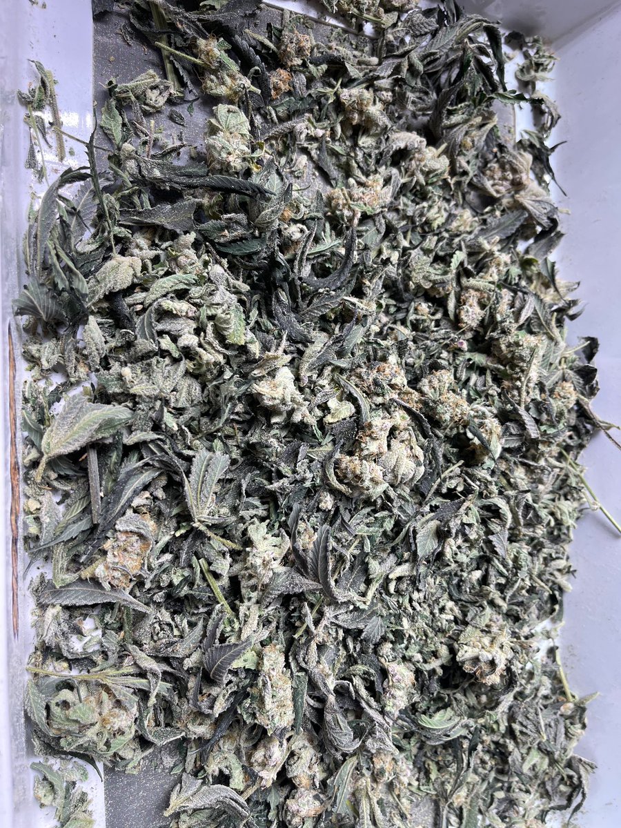 fynnyanrangsit's tweet photo. ใบทริม OG EXOTIC 💯
• COLT 45
• Purple Zkittlez
• Slurricane #7
1.5g only 220
contact us 🚀 https://t.co/3mnnlg3phx
#กัญชารังสิต #กัญชาลาดพร้าว #กัญชาexotic #weedthc #กัญชารัชดา #กัญชาดอนเมือง #กัญชากทม #กัญชานนทบุรี #กัญชาเมืองเอก #กัญชาเมืองทอง #กัญชาสายไหม #กัญชาเมืองเอก https://t.co/EJ7CGBi3mx