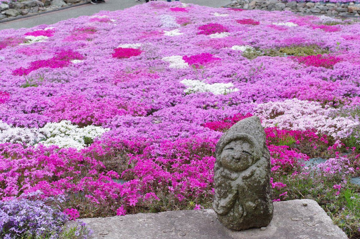 ko_ayaori's tweet photo. 三田は母子にある芝桜園に行ってきました✨
今年は開花が早かったせいもあり枯れているところもありますが、やはり美しい😍
今年は猿回しの方も来ててその楽しみもあり🐒
さらに売店でのおこわの美味しさ✨
のんびりゆったり、おこわをつつき茶を飲み、今この時間を楽しむ。
最高に贅沢な時間でした https://t.co/SrsvlBWGQj