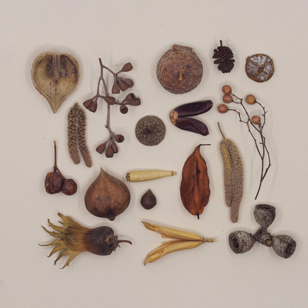 Seedpods and other botanical finds