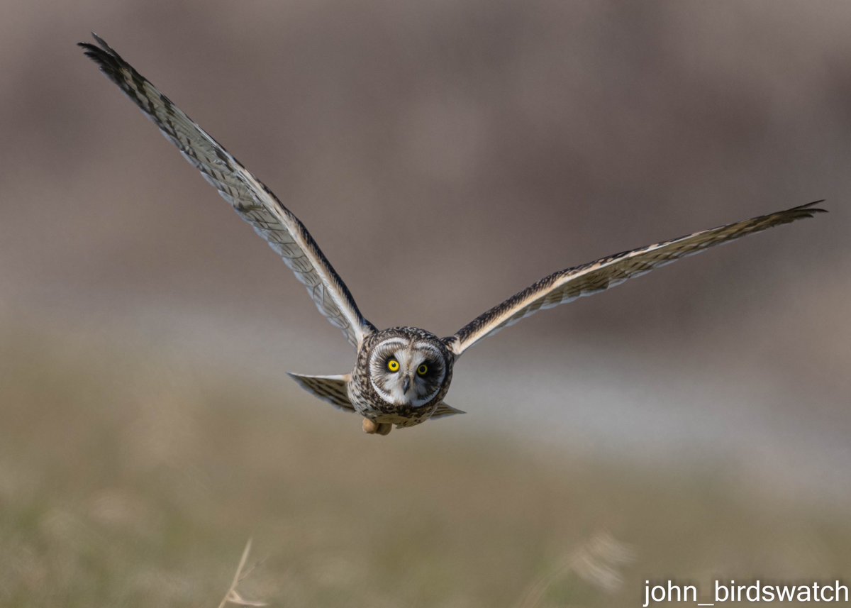 john_birdswatch's tweet photo. 時期ハズレのコミミズク。
#birdwatching #コミミズク #shortearedowl https://t.co/zi0SzvWD9D