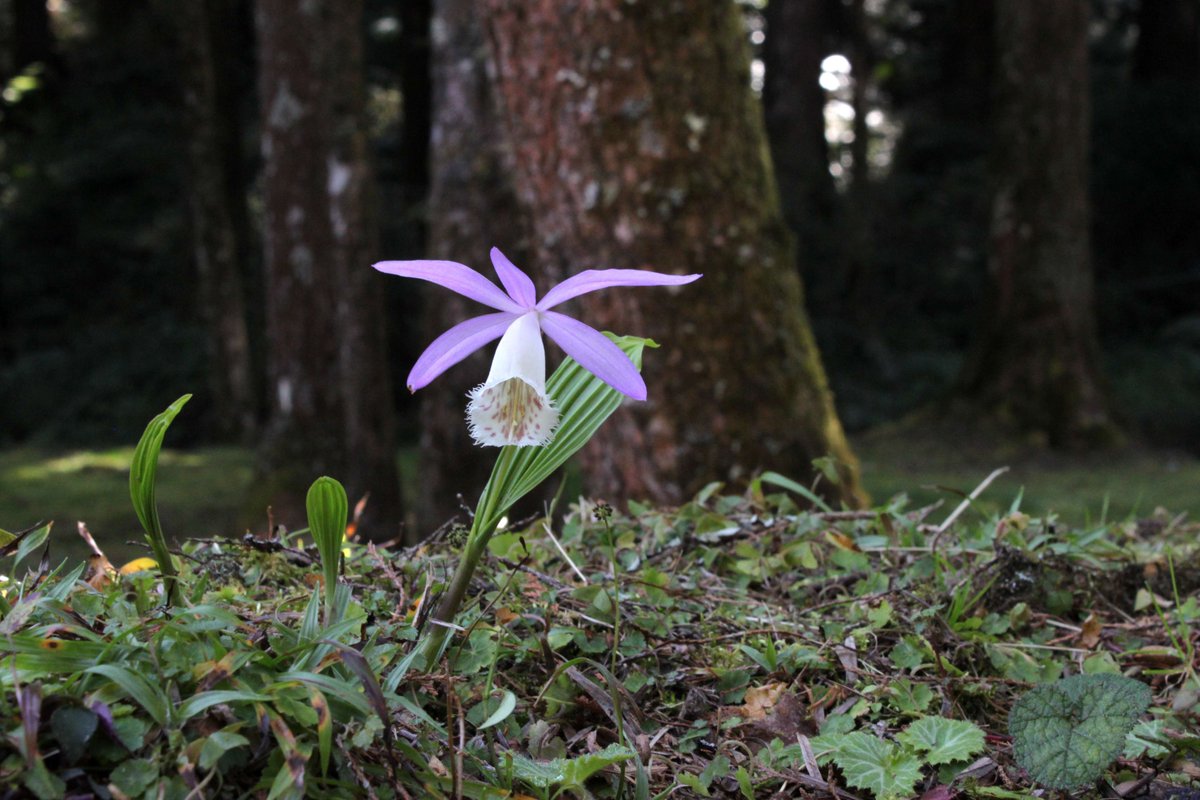 IUCN Orchid Specialist Group tweet media