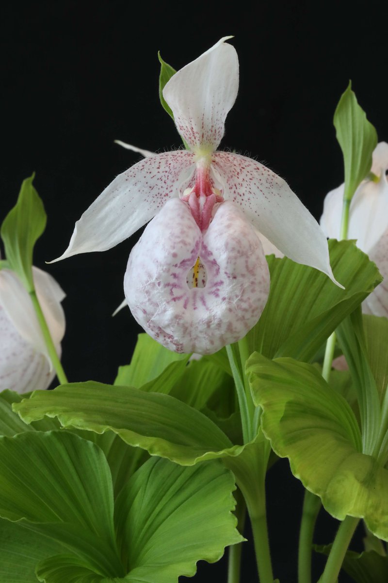 IUCN Orchid Specialist Group on Twitter "TAIWAN WOC 2025 23rd World