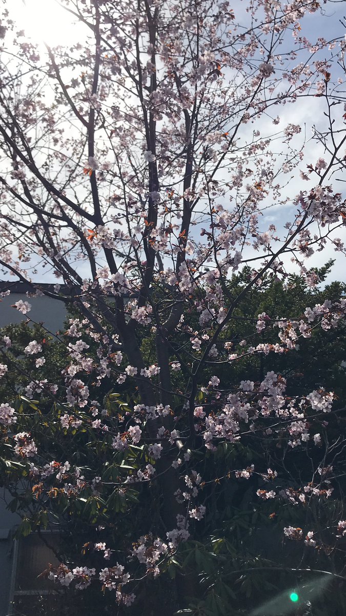 kanba7771's tweet photo. 自宅の桜が満開です。すずめもよろこんでいます。北海道にも春が来ました。 https://t.co/cCu1jl8ST7