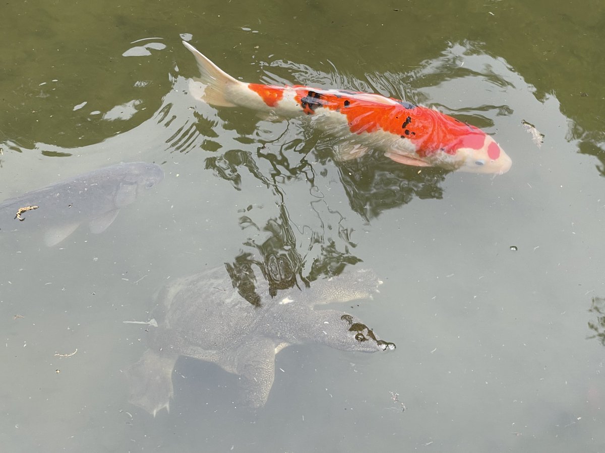 fish no humans koi water animal goldfish outdoors general  illustration images