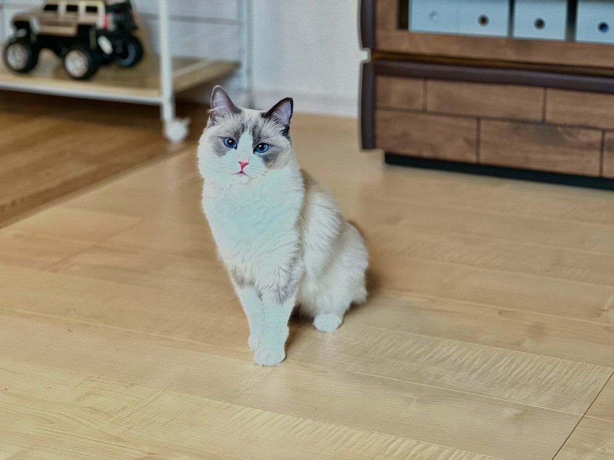 mariechan_____'s tweet photo. みなさま、いかがお過ごし？🩷
.
#猫 #ラグドール #ねこ #CatsofTwittter #ねこのきもち https://t.co/9SIOpNKYOY