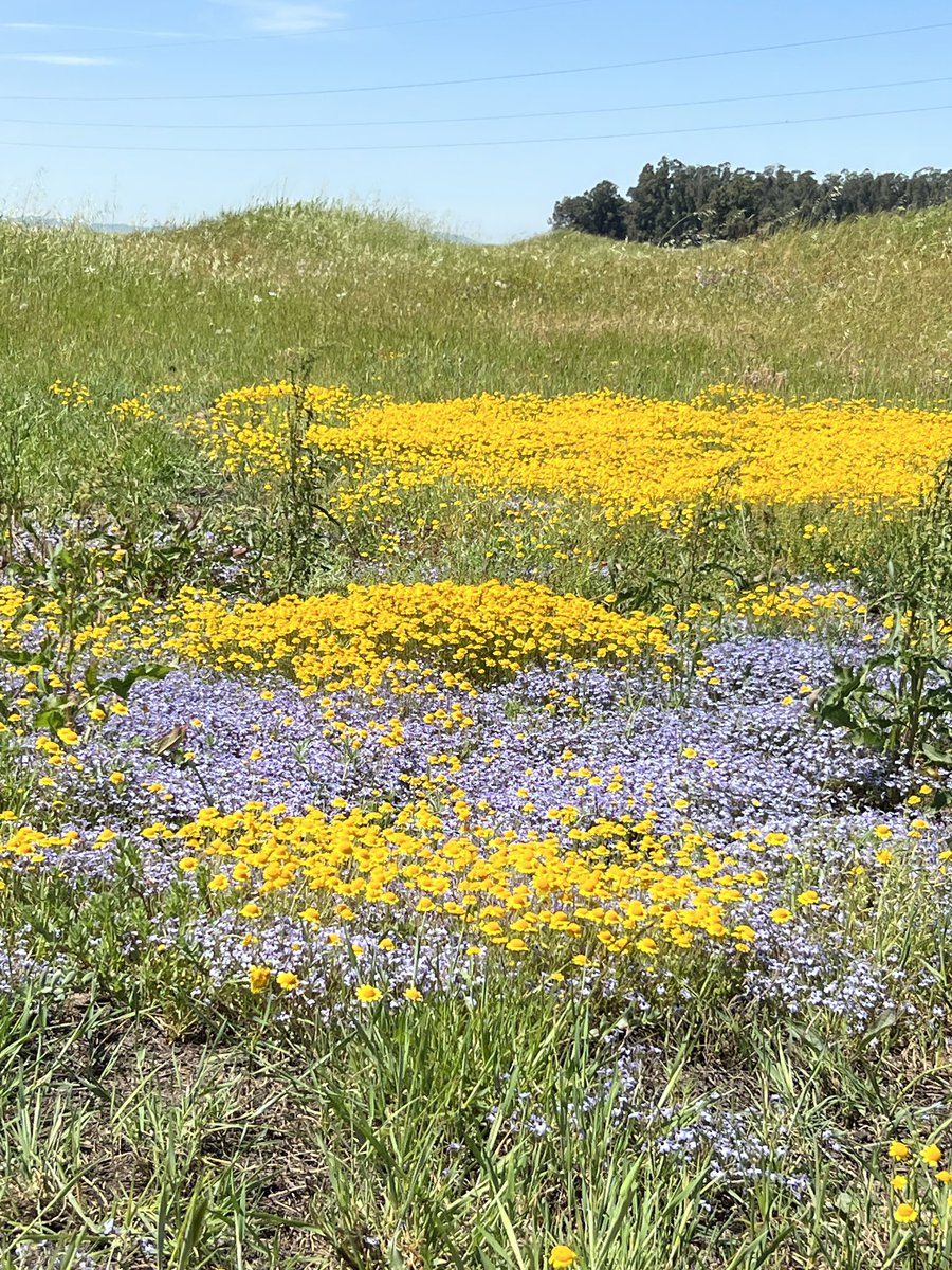 hisstogramma7's tweet photo. #vernalpool #jepsonprairie The flower seed bank lay dormant in 2022 and went boom this year. https://t.co/VGx5KCfG7q
