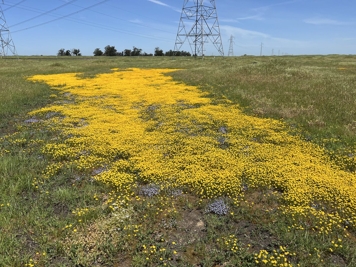 hisstogramma7's tweet photo. #vernalpool #jepsonprairie The flower seed bank lay dormant in 2022 and went boom this year. https://t.co/VGx5KCfG7q