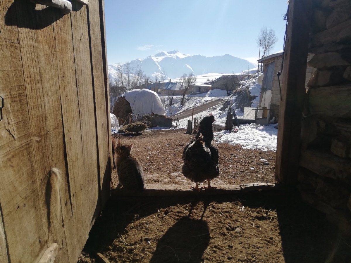 nerde kaldı boksör.