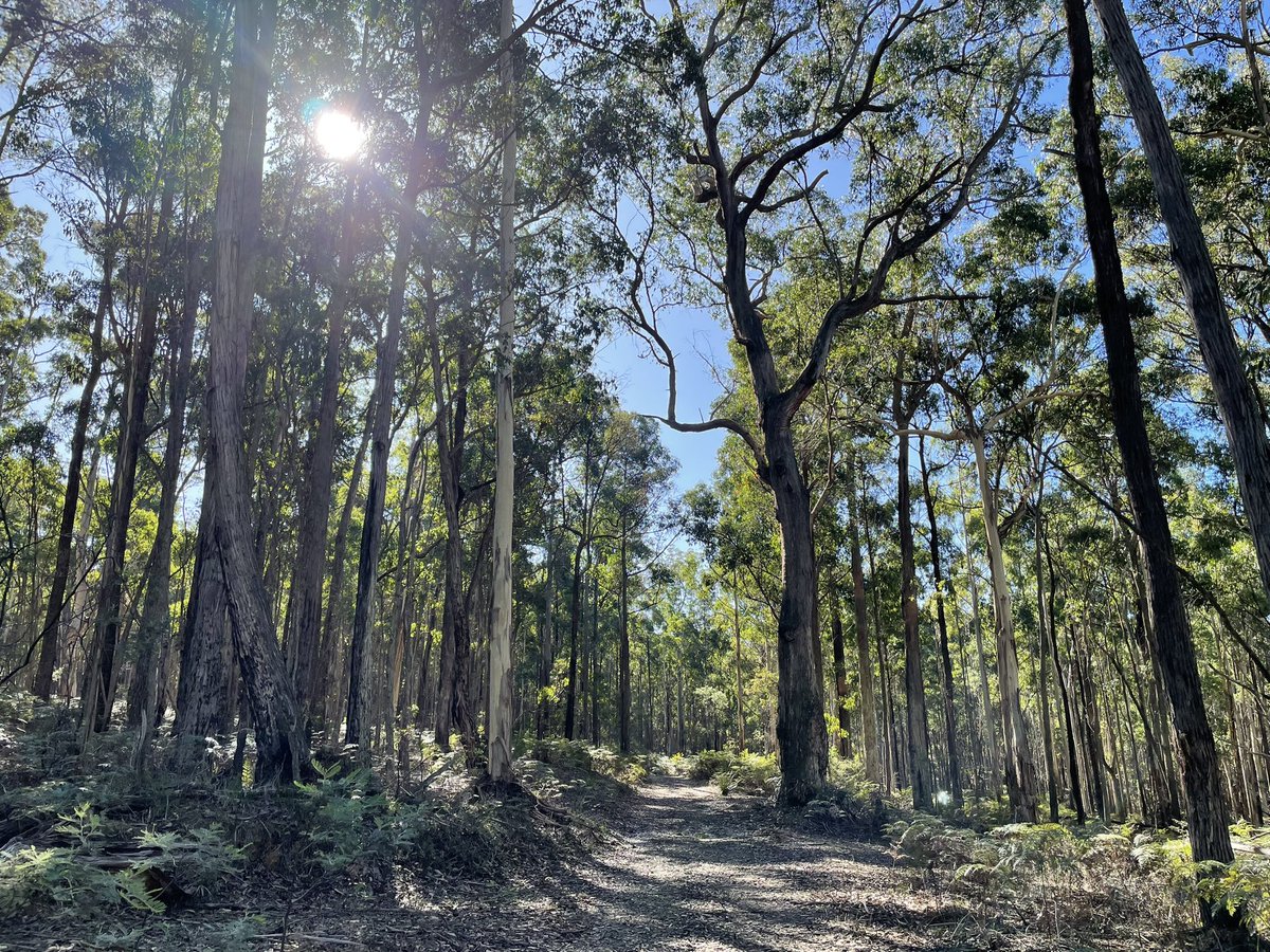 sueroberts7's tweet image. Daytime hike in beautiful Wombat Forest 😎 so lucky 💚🌿 #savethetrees #stopnativelogging @savewombat @AusConservation @KinglakeForest @alliance_forest