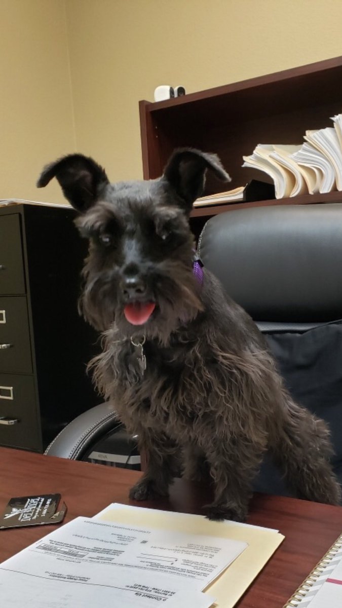 cloudy16313's tweet photo. Rest in peace ,to The best dog in the world. 
Bella 
My baby girl 
11years old ,died today from kidney failure 😞 I Love you my Bella. https://t.co/CAXjrqynoA