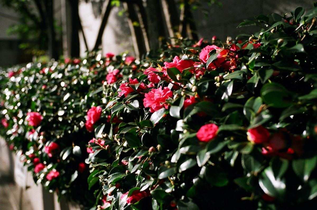 syouga80's tweet image. フィルムの値段が高くなったので、昔撮った写真をあさるのがフィルム写真の楽しみになってしまっている。
#filmphotography #フジカラー #SUPERIA #PREMIUM400 #写真