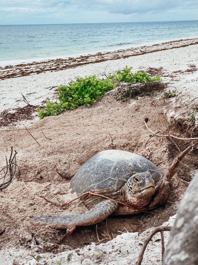 LocalOceanCo's tweet photo. Watamu’s having a good nesting year so far. This Green Mama came up in the early hours of the morning - pretty late for our sea turtles as they normally go back to the ocean under the cover of darkness. Our KWS Asst Warden and our St. Lawrence University interns joined our vigil. https://t.co/Wp97JciEJM