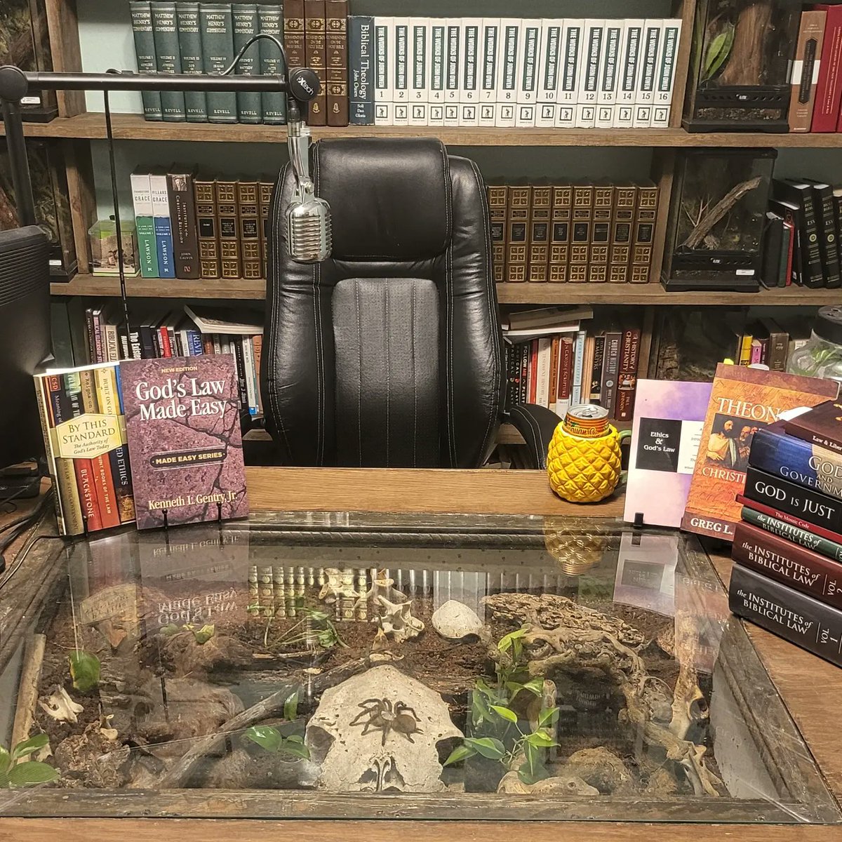 Reformed_Labs's tweet image. Am I doing the whole Theonomy thing right? #Christian #Theonomy #God #Law #ChristOrChaos #Reformed #Tarantula #spider #bible