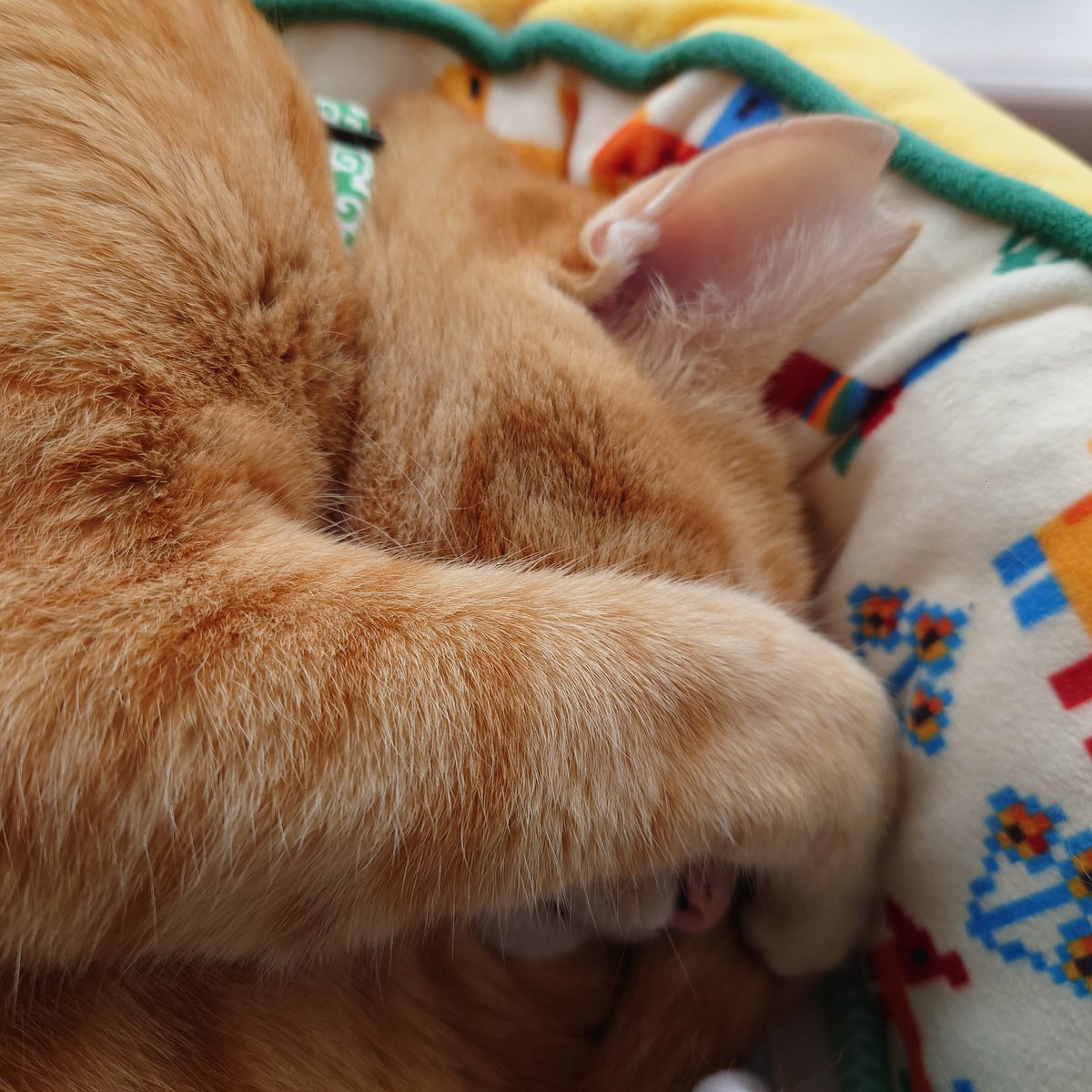 😺今日は、ま〜ったり過ごす日😺💤💤💤　　by  茶ちゃん
#保護猫さんと暮らす
#ねこ好きさんと繋がりたい