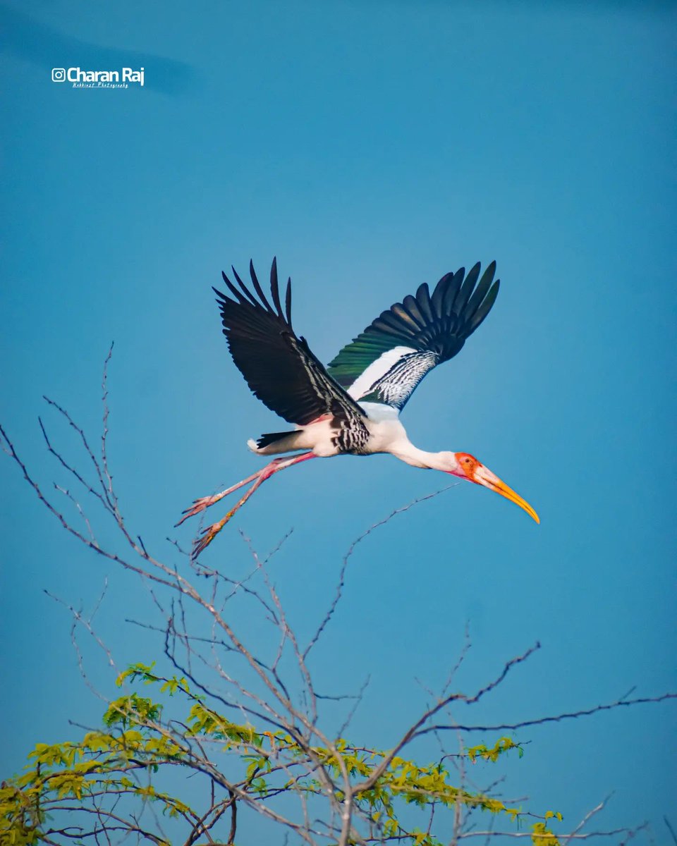 #Birds #BirdsOfTwitter #Birdsphotography #Beautiful #Paintedstork #Paintedstorks #Migratorybirds #Nature #Naturelover #NatureBeauty #NaturePhotography #PulicatLake #Kollerulake #AtapakaBirdsanctuary #UppalapaduBirdsanctuary #Andrapradesh #India