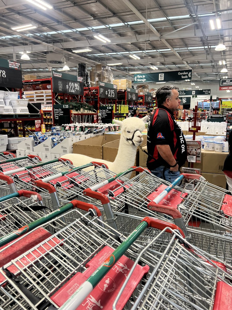 mitchellbeer on Twitter "Bunnings really do sell everything."