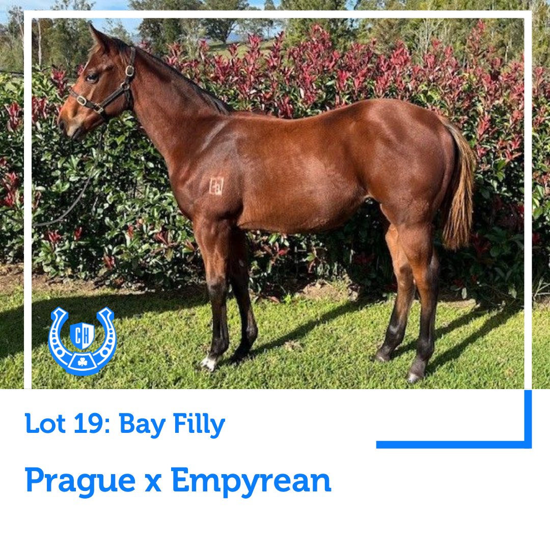 cannon_stud's tweet photo. From the first crop of @kiaorastud's dual G3 winner Prague, Lot 19 @inglis_sales Weanling is bred on the successful Redoute’s Choice x Encosta de Lago cross that has produced G1 winners Mighty Boss, Sword Of State, Invader &amp; Summer Passage.

Pedigree: https://t.co/RWg72AYn5c https://t.co/cQeTFfeSNr