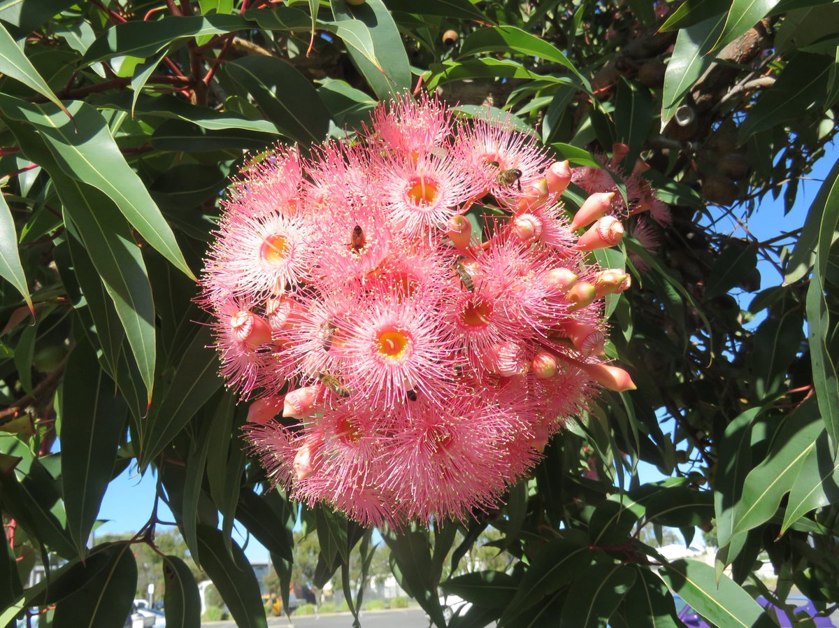 StuartWilliams_'s tweet photo. Corymbia 'Summer Beauty' in flower well into autumn at the Cheap as Chips Warehouse car park. The flowers are bee magnets. #Wonthaggi #Corymbia #Myrtaceae #ozplants https://t.co/du8DuYgV4T