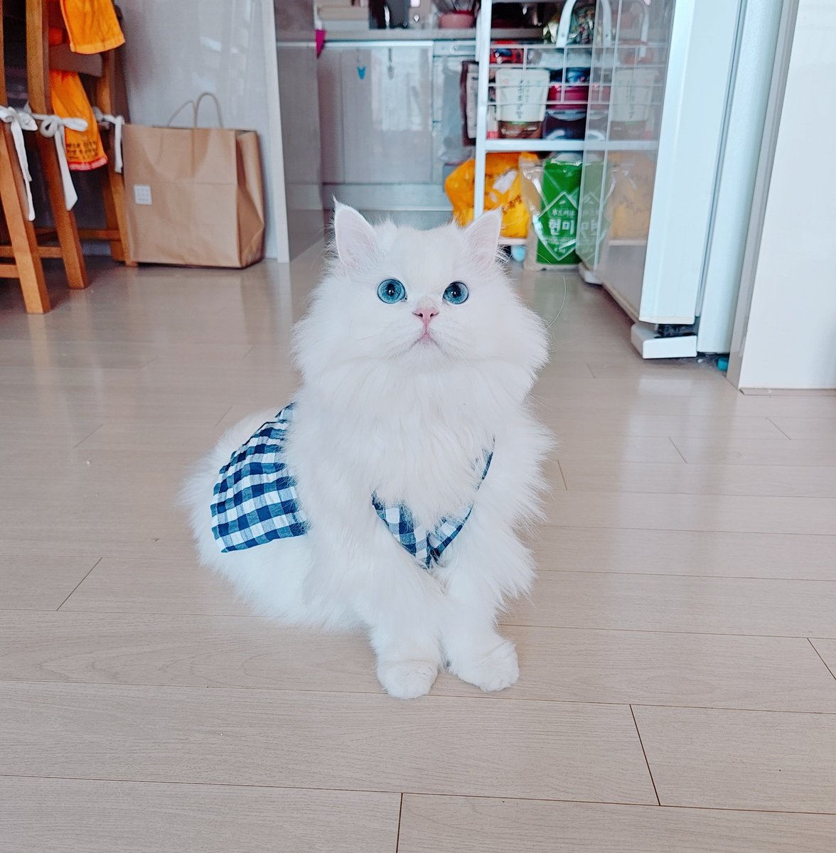 Persian_Bada's tweet photo. 공주야 https://t.co/LXJXvxNzf8