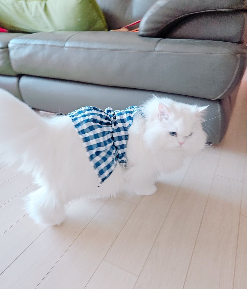 Persian_Bada's tweet photo. 공주야 https://t.co/LXJXvxNzf8